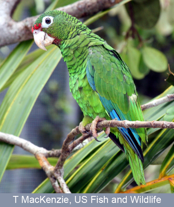 Where are the parrots?