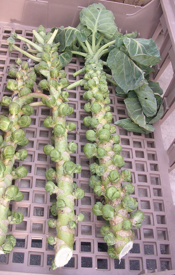 The misunderstood Brussels sprout