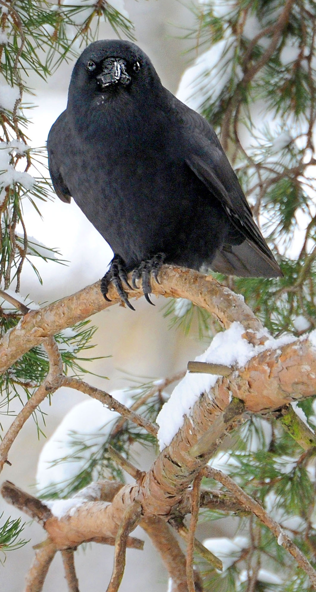Winter crow conventions cause controversy, sometimes fun