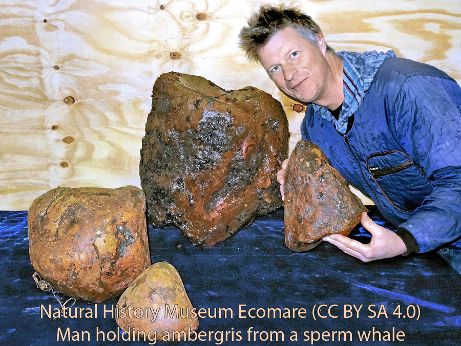 The mysterious history of ambergris