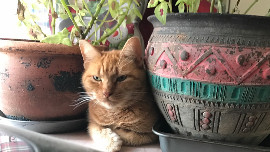 The lion's roar and other cat facts
