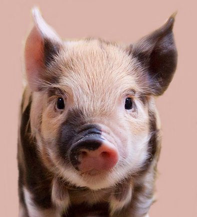 Strive for the body fat of a ... pig