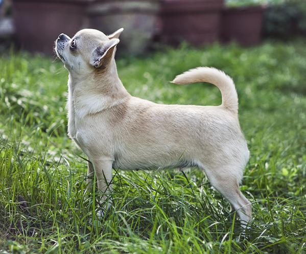 Dogs share wolf DNA