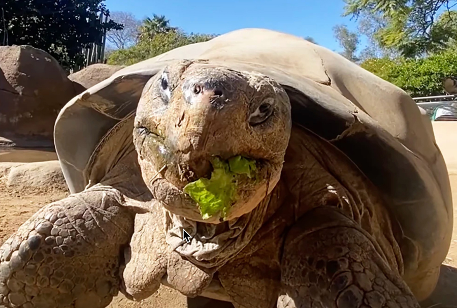 Queen of the San Diego Zoo passes peacefully