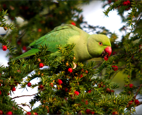 National Bird Day: How to help our fine feathered friends