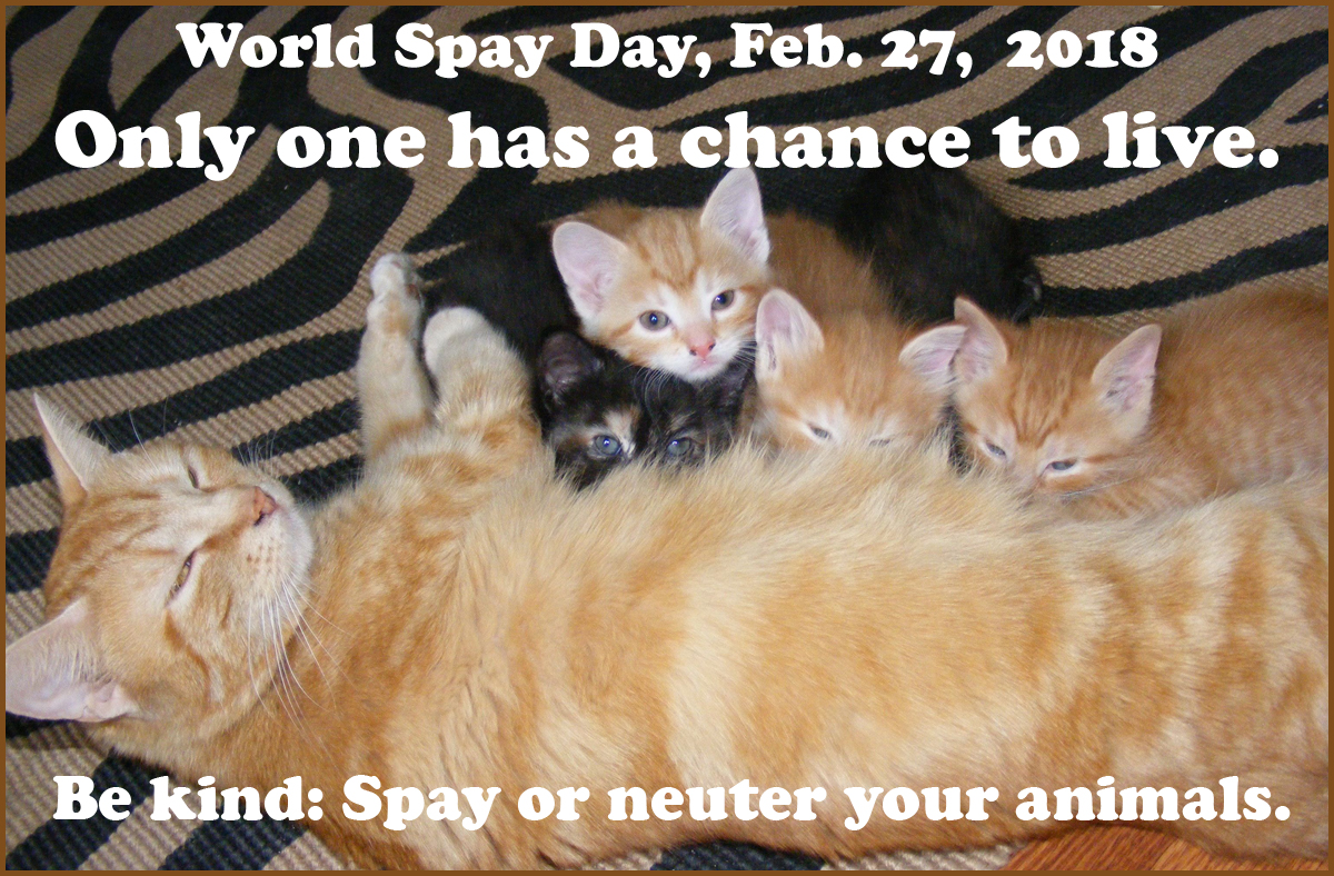 Spay and neuter: Save the animals
