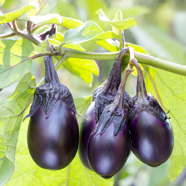 The beautiful eggplant masquerades as meat or pasta