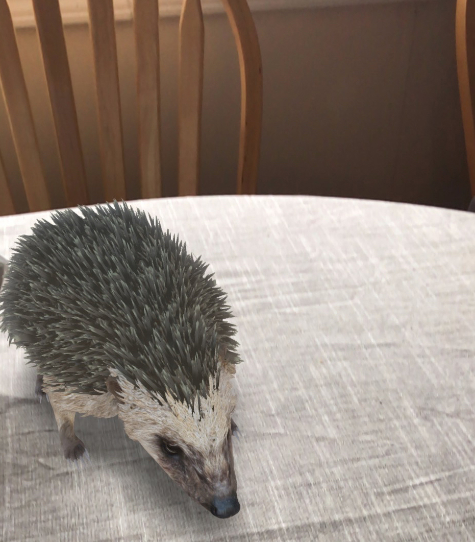 Is that a hedgehog on the kitchen table?