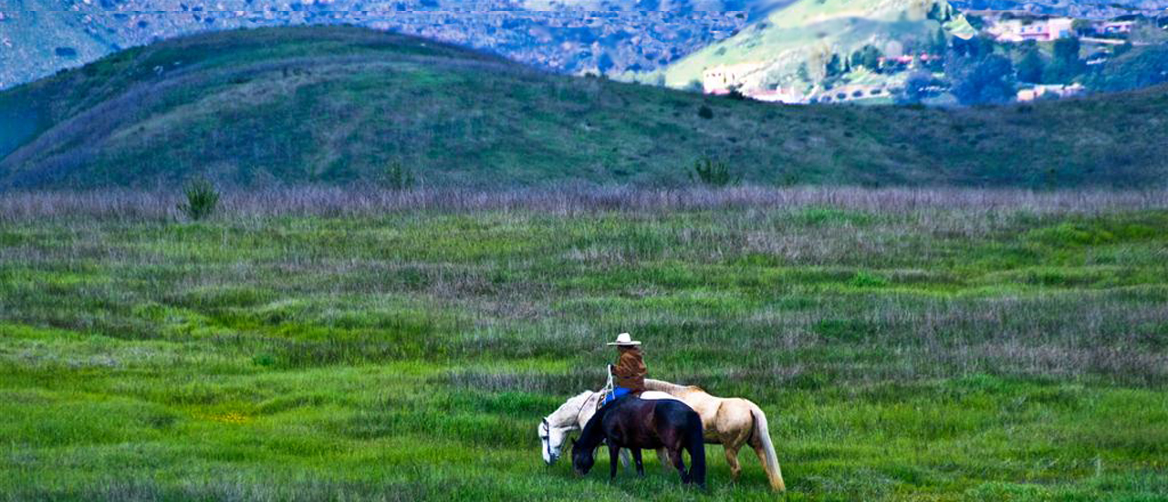 Love horses? What it takes to buy one