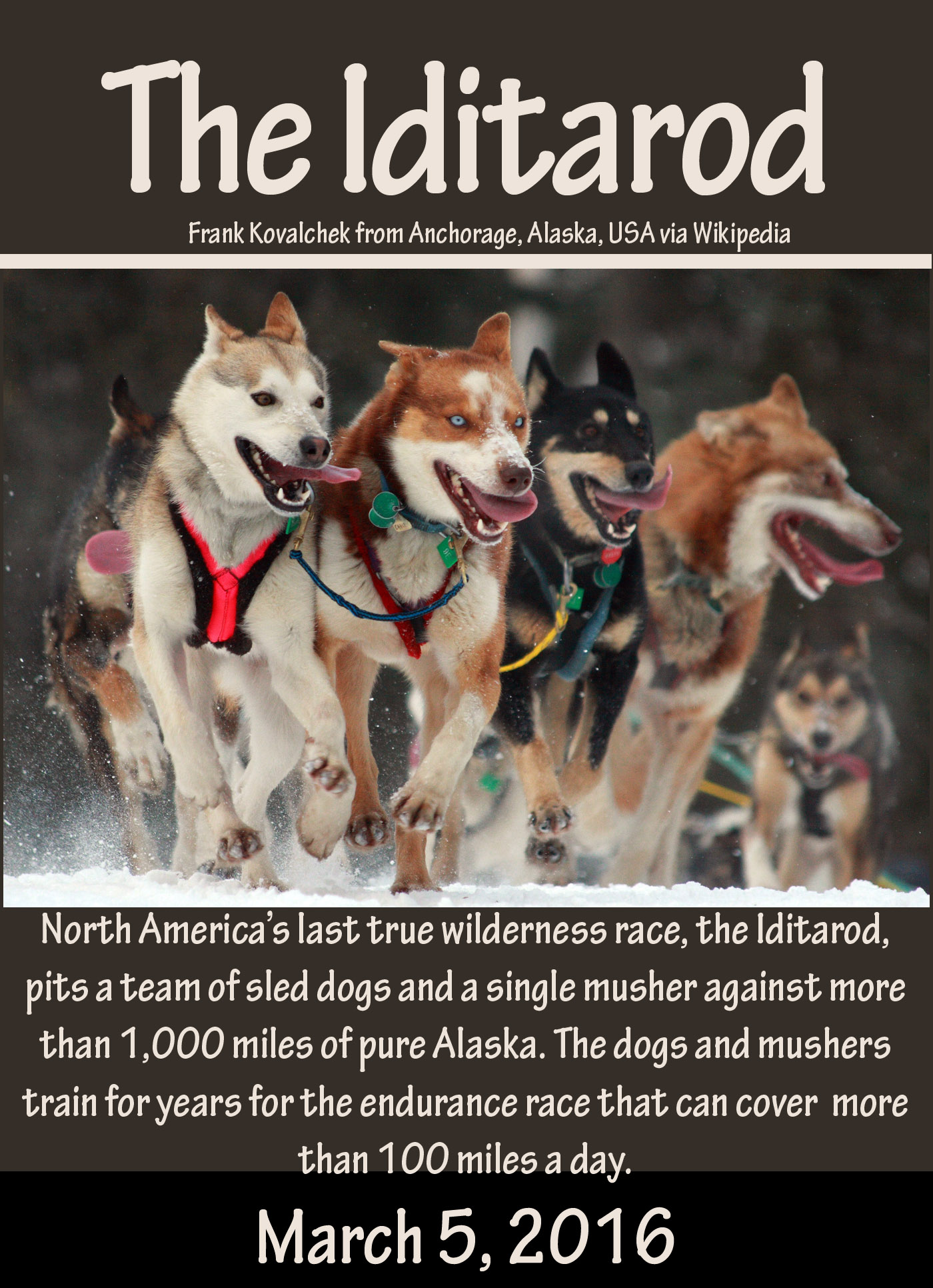 The Iditarod: the trial of the mushers and their dogs