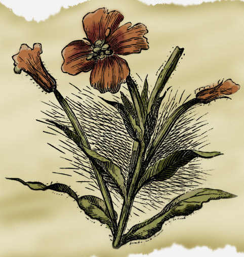 Favorite old-time flowers get new boost for planting season