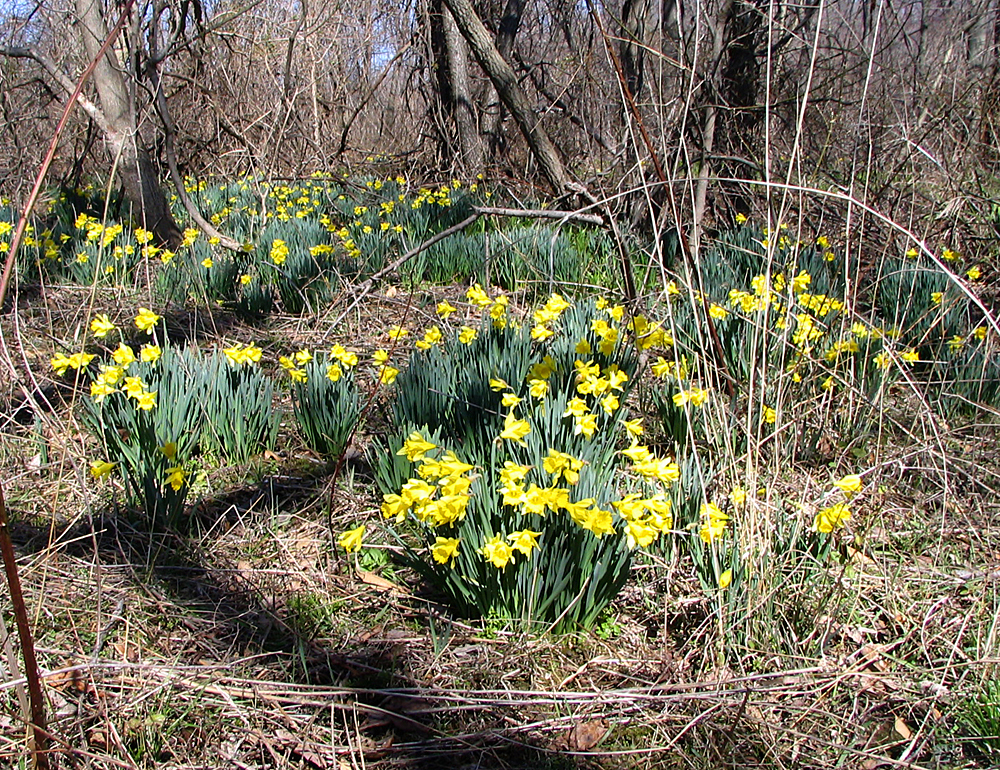 Time for those lovely daffodils!