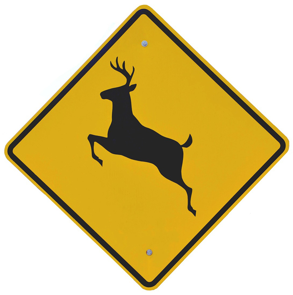 Oh deer! Beware the hazards of deer collisions