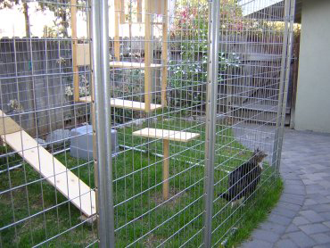 Barkitecture is the new big thing for pets