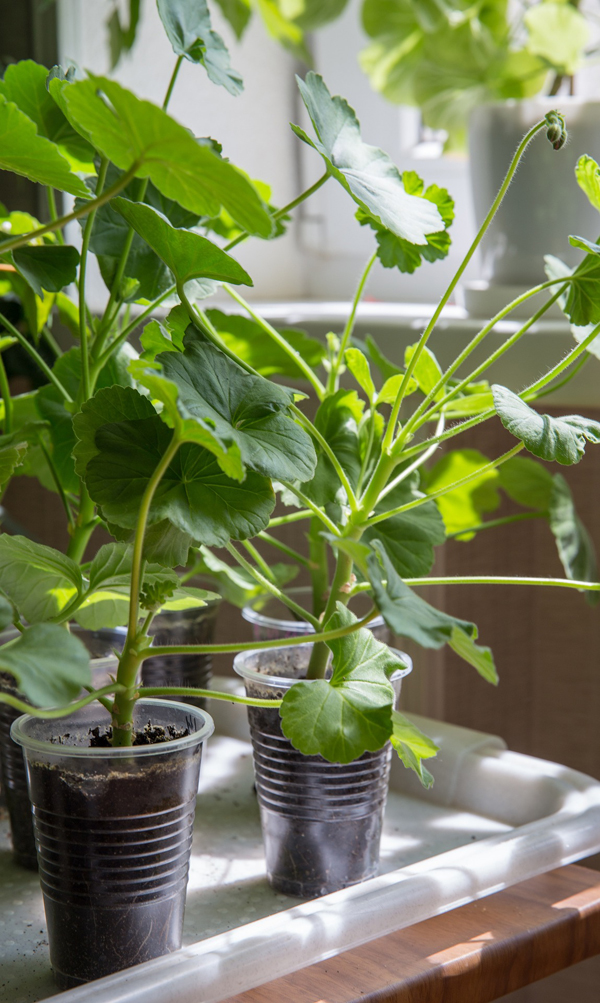 How to get an early start for your garden