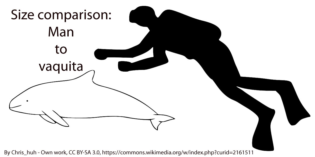 Earth Day 2017 Too late for the vaquita? Porpoise months from extinction