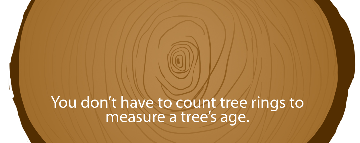 How old is that tree? Find out without cutting