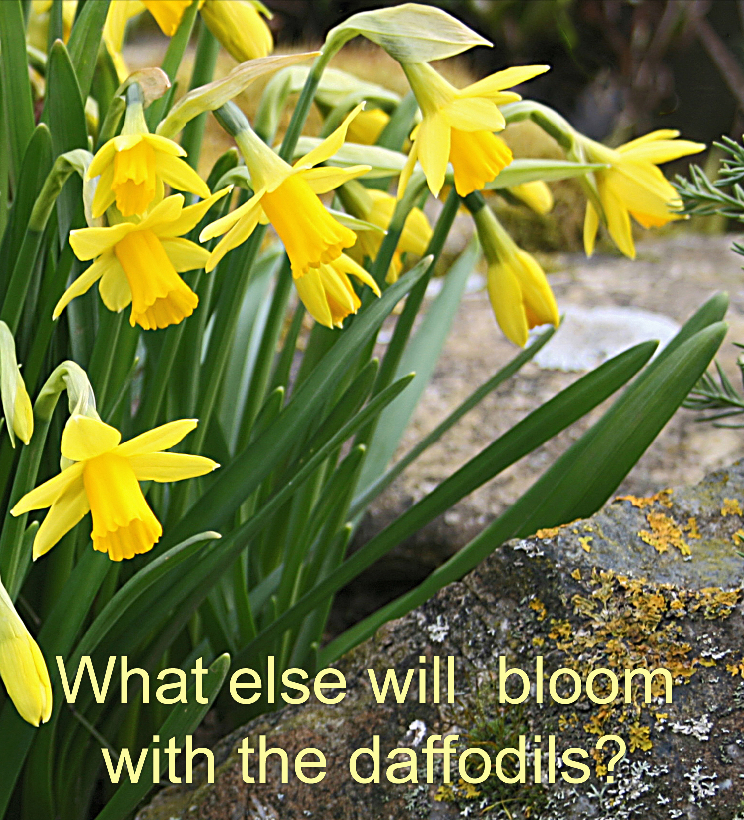 What do daffodils and real estate home sales have in common?