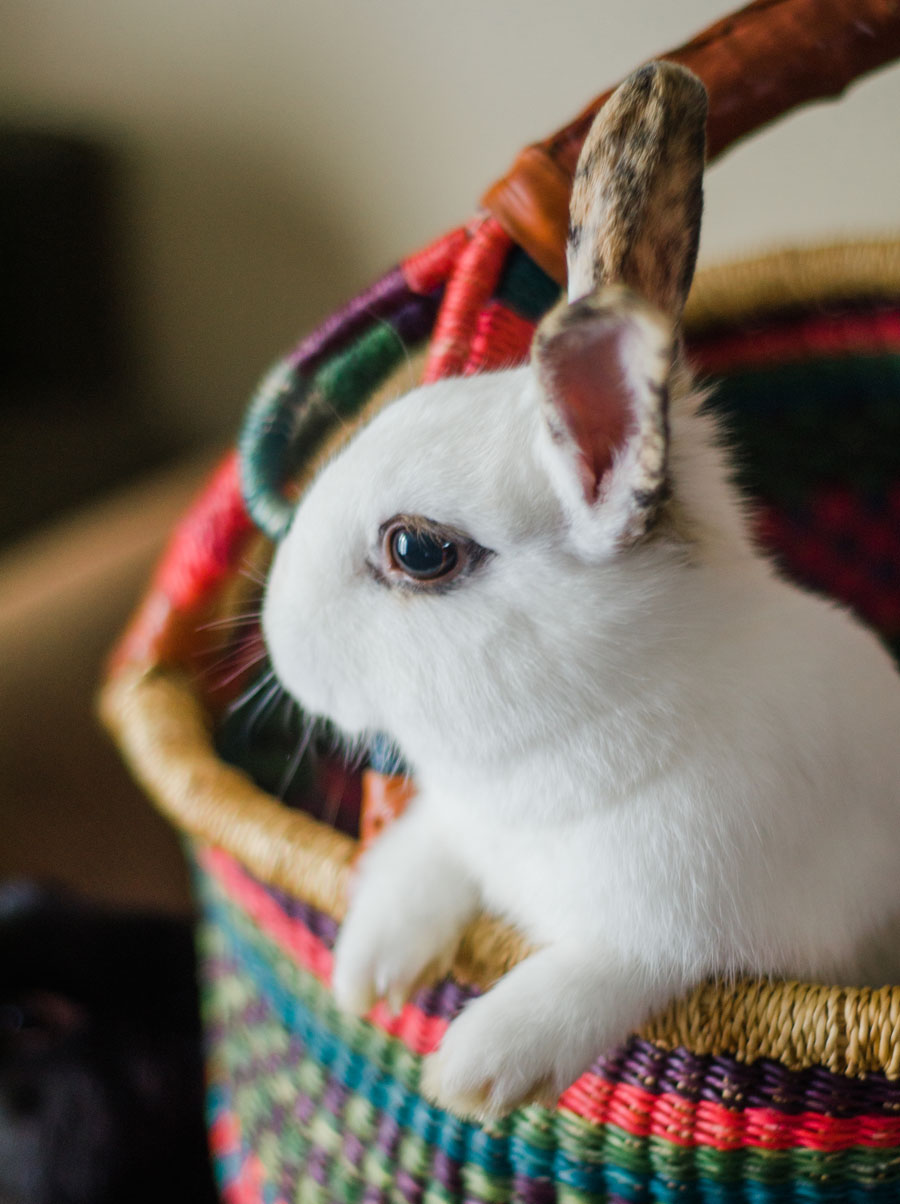 Bunny Care 101: Plan before you get a bunny for Easter
