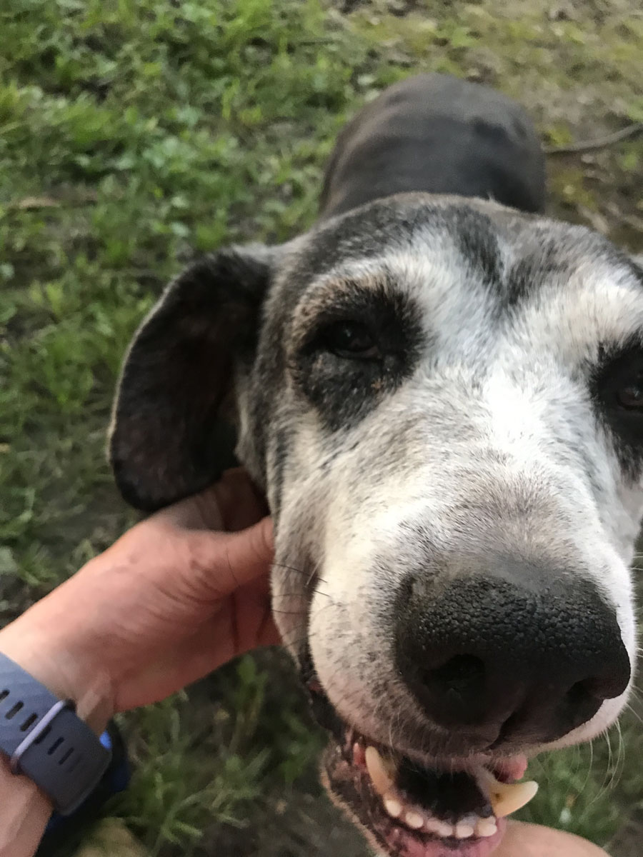 New tricks for old dogs