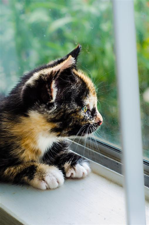 April Showers: Ignore the cat, but not the peacock