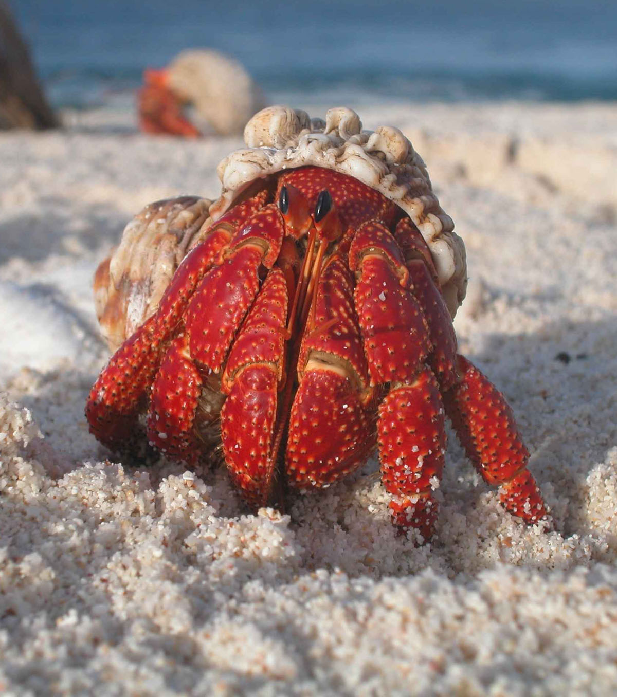 Looking for a home: Plastic is a death trap for hermit crabs