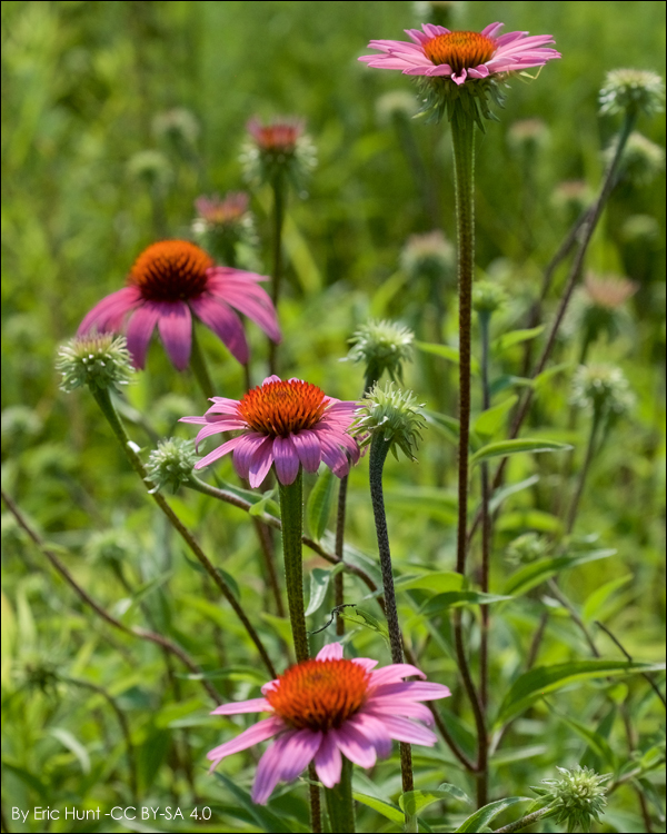 Drought-tolerant flowers save water