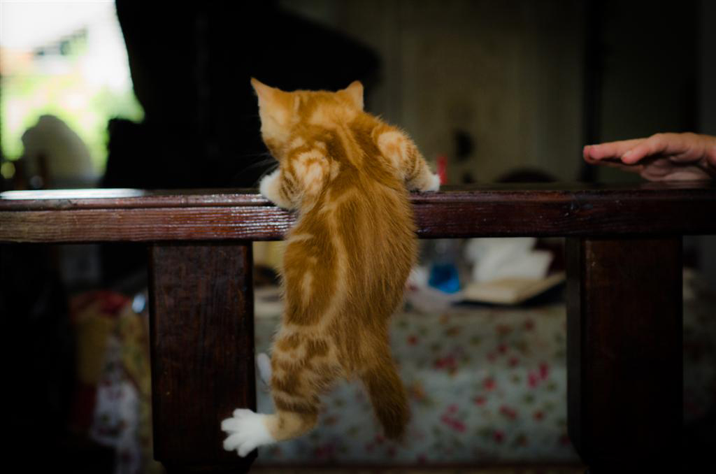 Pet ownership keeps you smart and happy