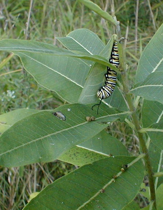 Monarch caterpillar on milkweed
