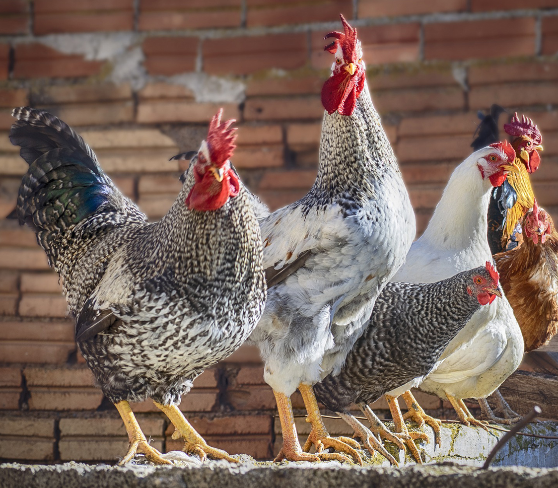 Raising chickens: Easier (and harder) than you think