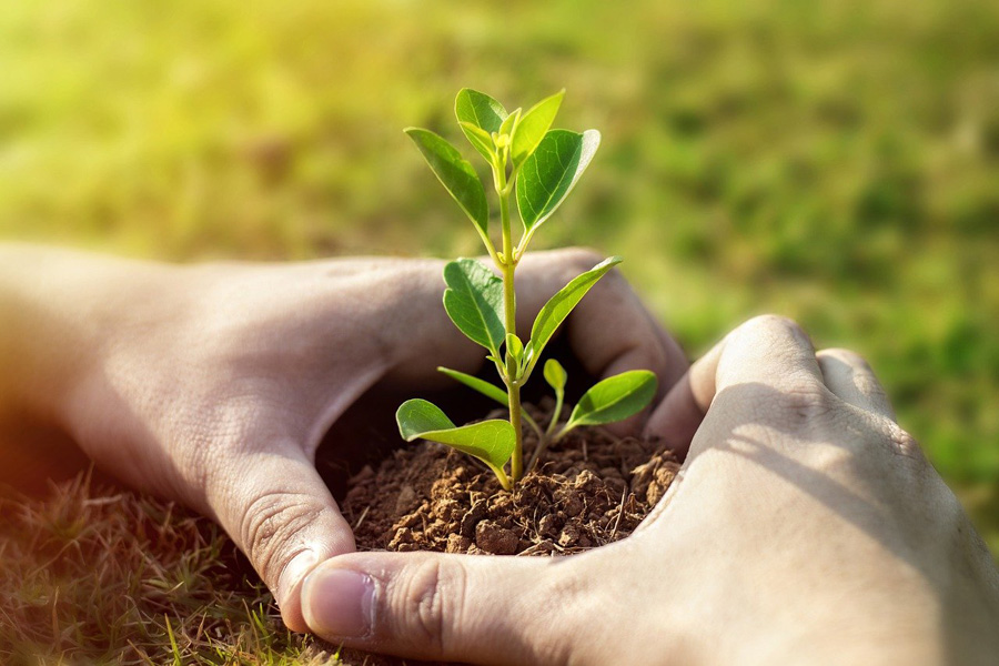 Beautify your world: Plant a tree