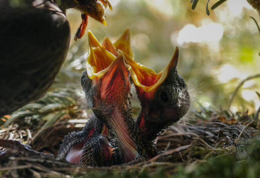 'Bird nesting' may be better for kids after divorce