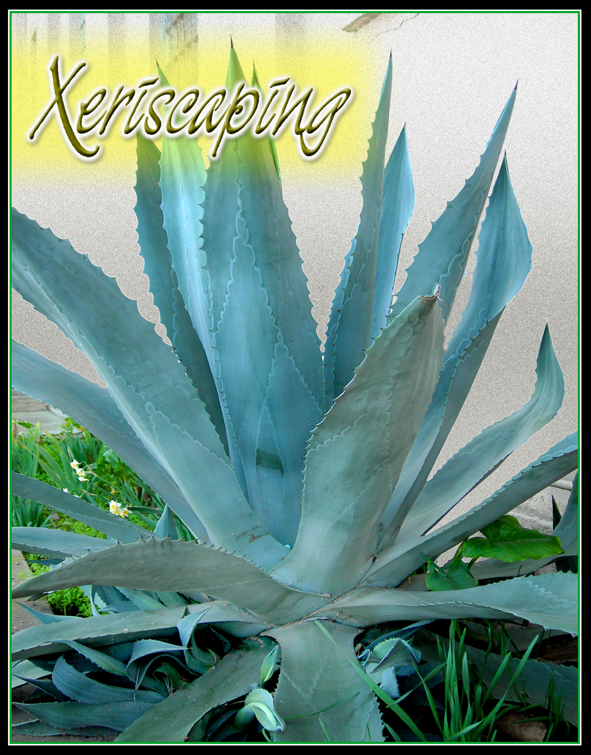 Xeriscape: Developing a beautiful landscape that saves water