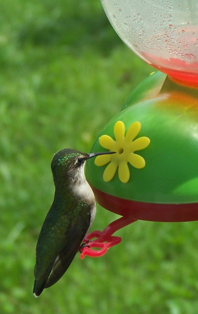 Hungry hummingbirds begin staking out territory