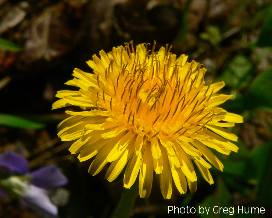 Dandelions: Spring's earliest feast