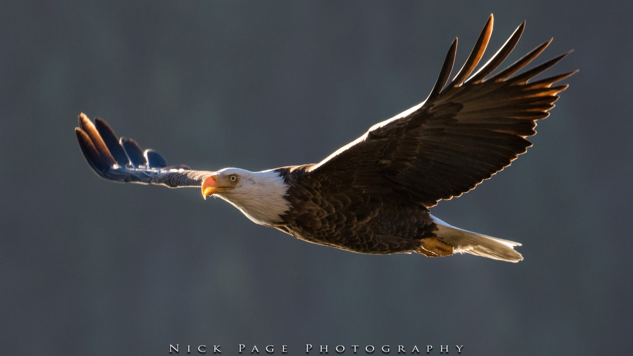 Environment: A common aquarium grass is killing eagles