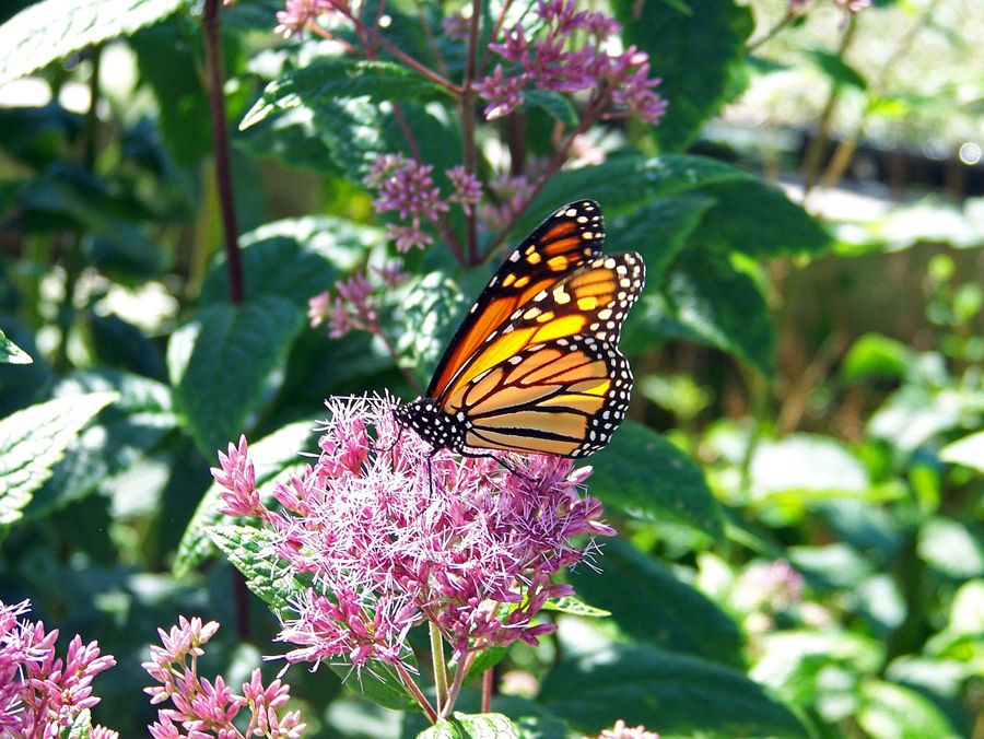 The secret life of milkweed
