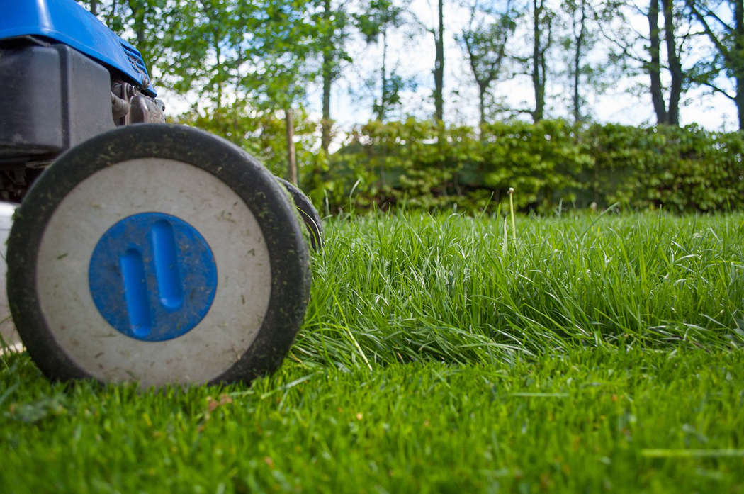 Get a great lawn, step by step
