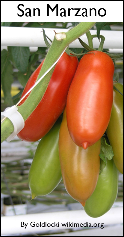 3 heirloom tomatoes to try