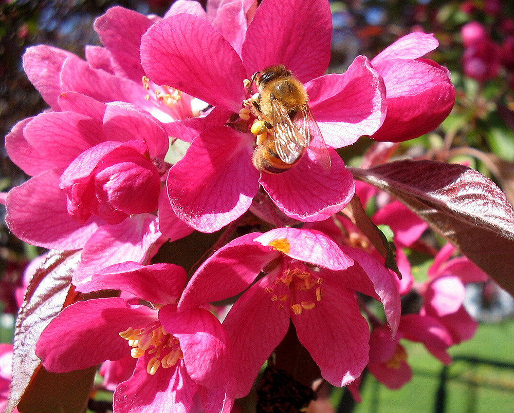 What to know before you keep bees