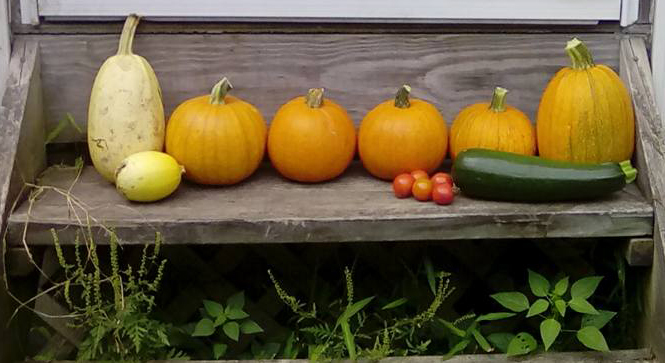 Getting the most out of pumpkins