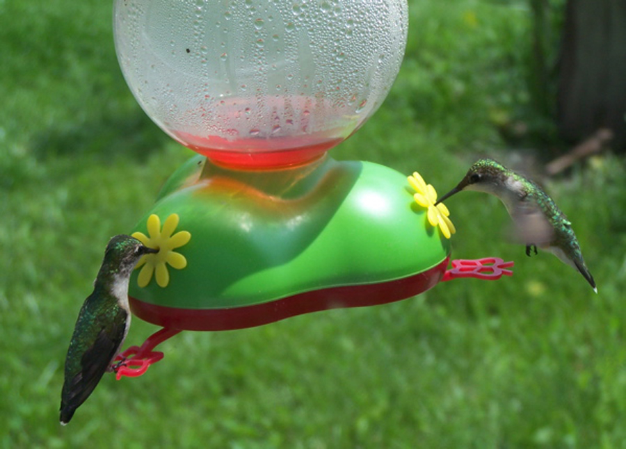 Hummingbirds: Pretty little bullies