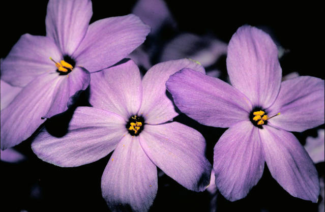 Phlox blooms for generations