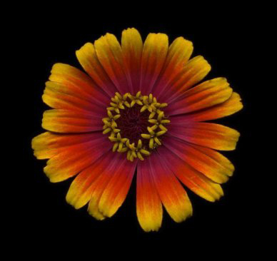 Best annuals to attract pollinators