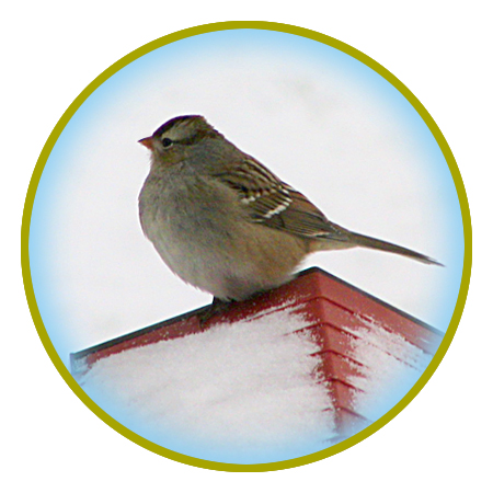 Protect your backyard birds