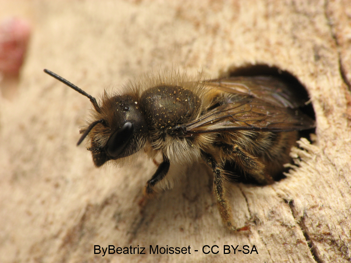 What are solitary bees?