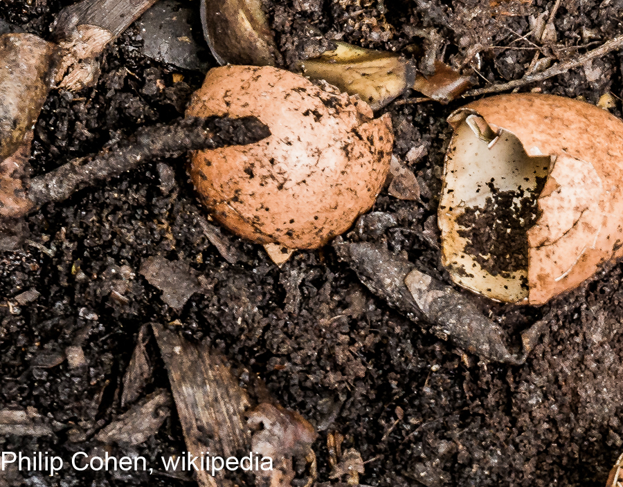 Try adding eggshells to compost