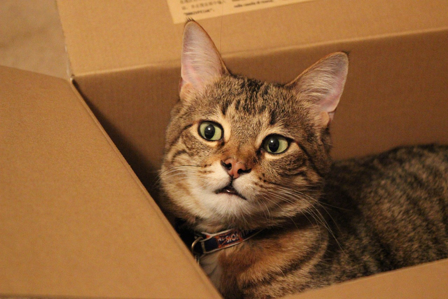 Curiosity earns cat a trip to California