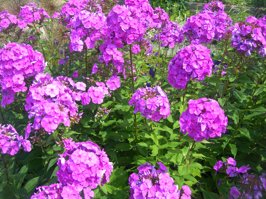 Phlox blooms for generations