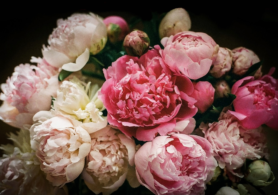 Peonies: The 'flower of prosperity' thrives long after the gardener is gone